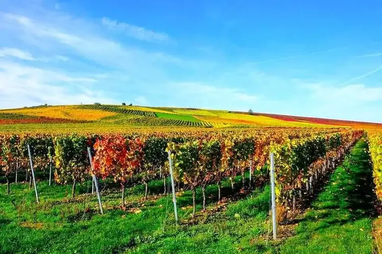 MILF Rheinhessen
