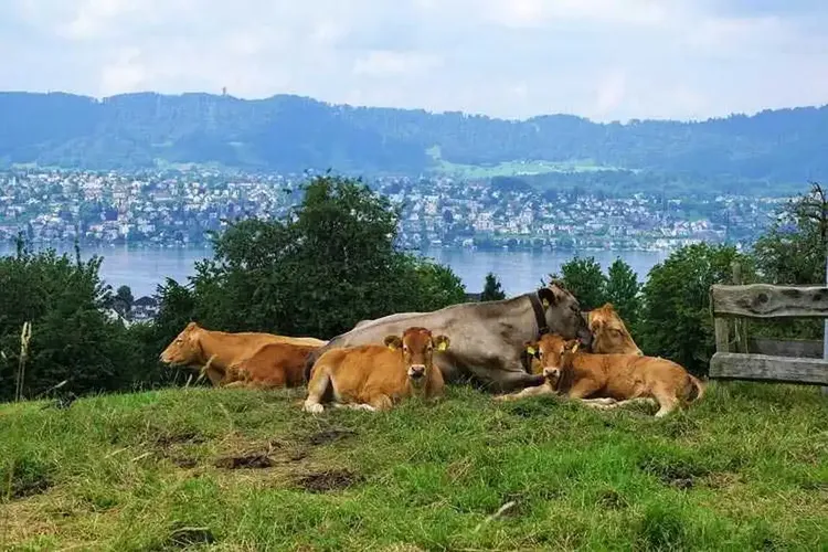 MILF Thalwil